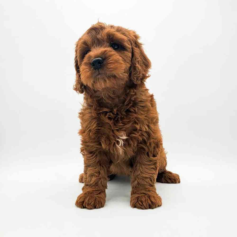 Male Goldendoodle mini Puppy for Sale in Cedar City, UT