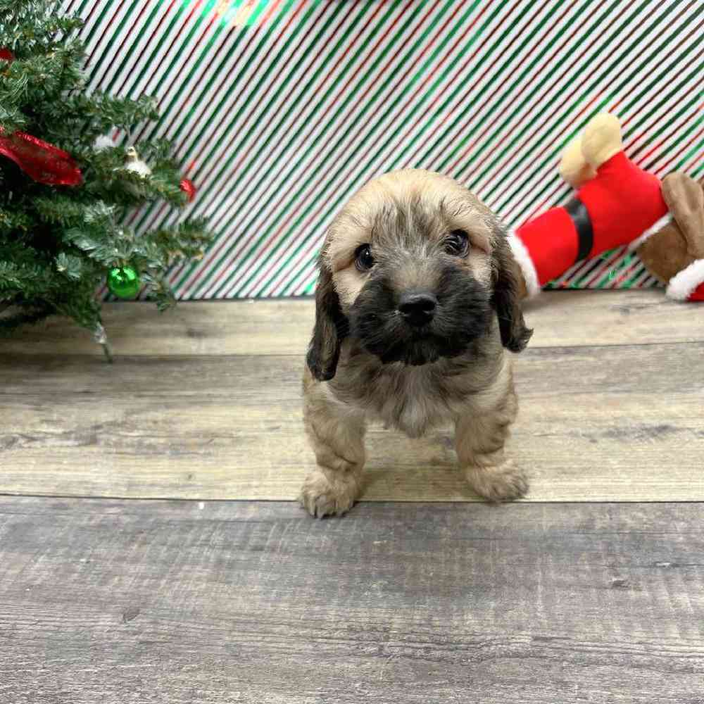Male Cockapoo Puppy for Sale in Vineyard, UT