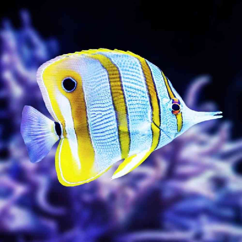 Unknown Butterflies Copperband Saltwater Fish for sale