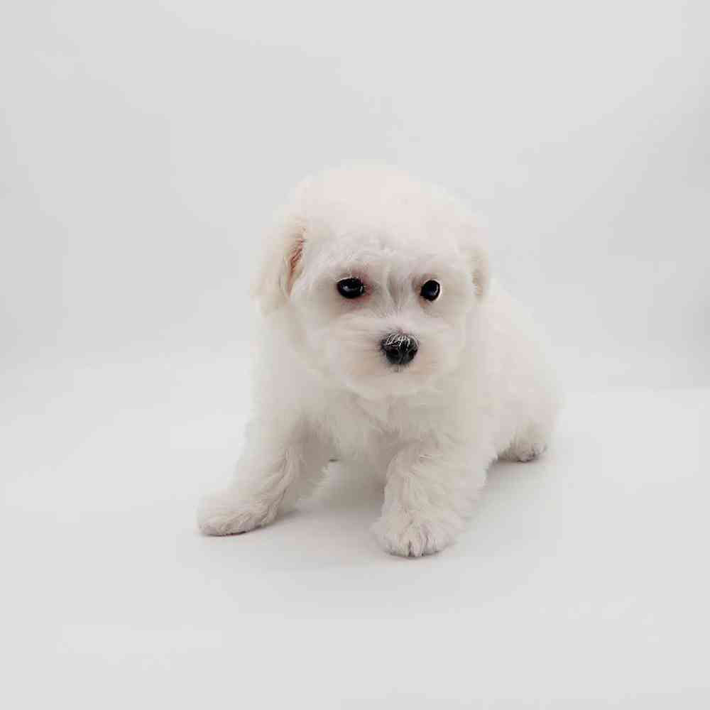 Male Maltipoo Puppy for Sale in Henderson, NV