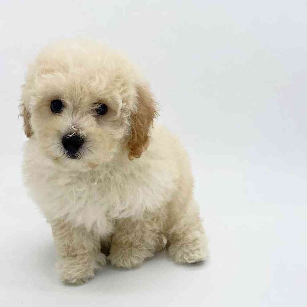 Male Maltipoo Puppy for Sale in Las Vegas, NV