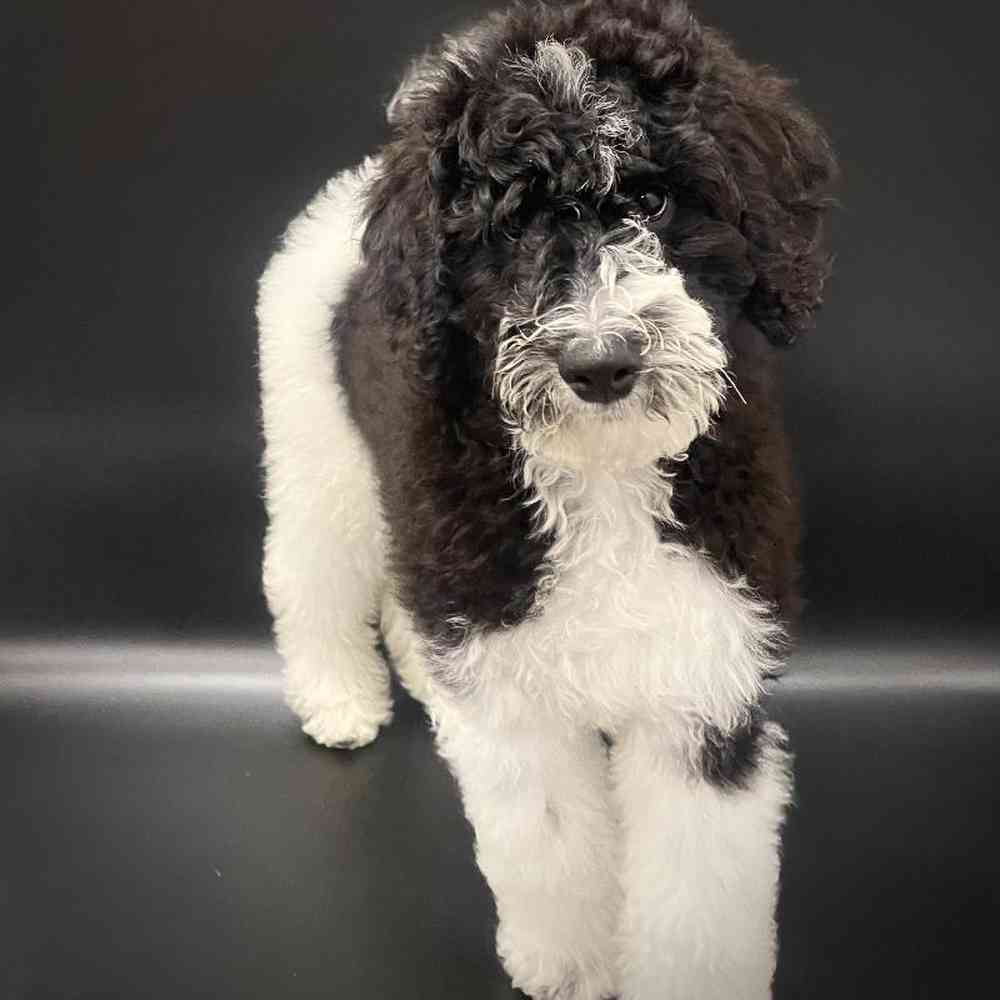 Male Bernedoodle Puppy for Sale in St. George, UT