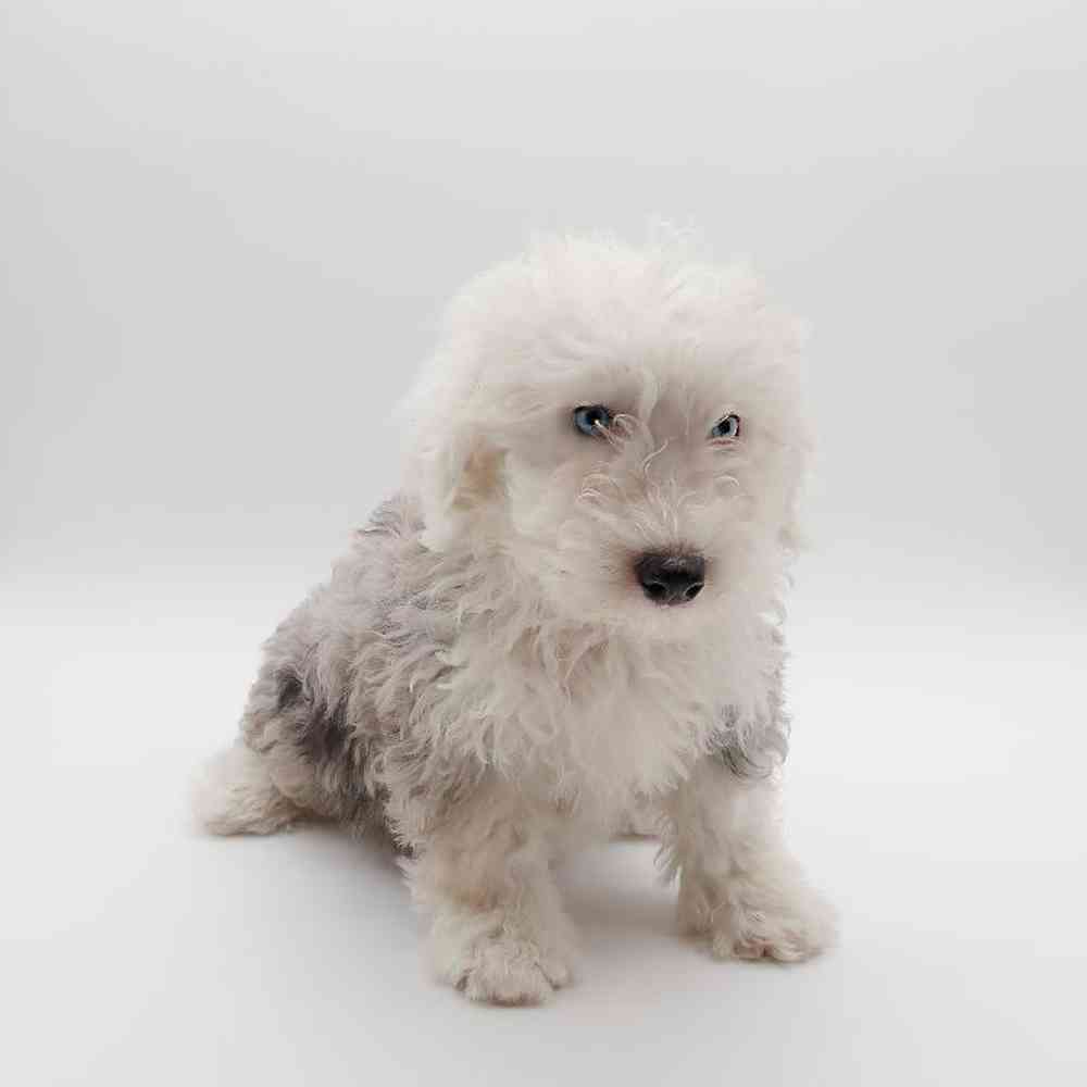 Female Mini Sheepadoodle Puppy for Sale in Henderson, NV