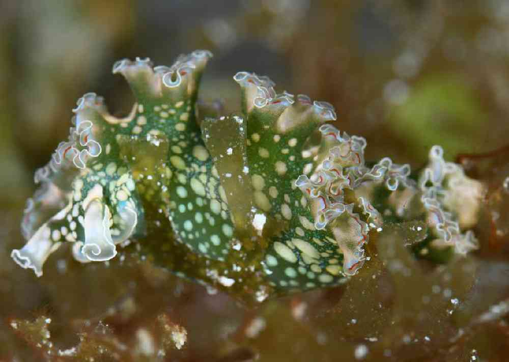 Unknown Lettuce Sea Slug Saltwater Invert for sale