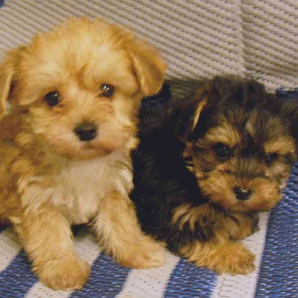 Yorkie-Poo