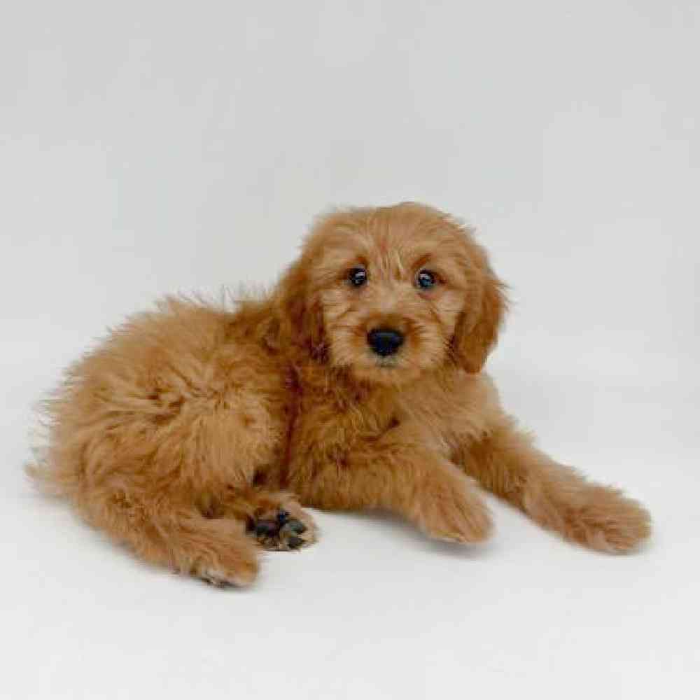 Female Goldendoodle mini-Mini Poodle Puppy for Sale in Las Vegas, NV