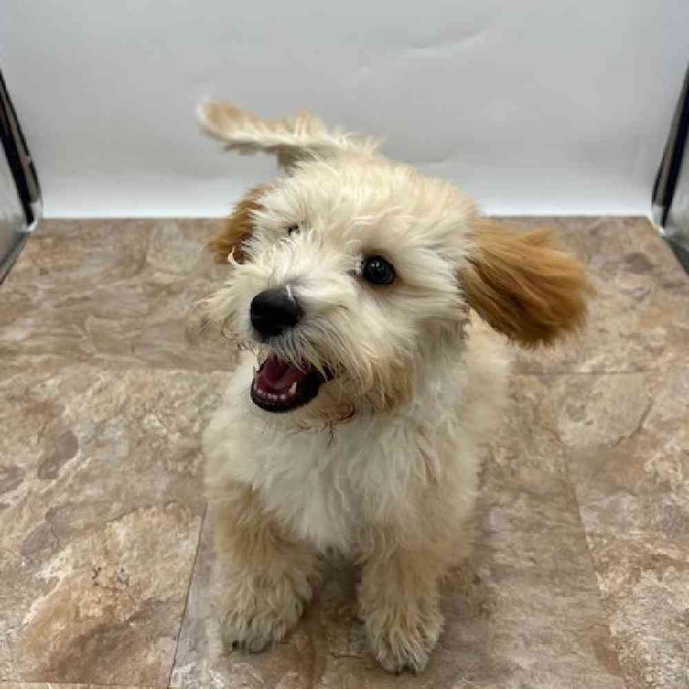 Male Coton Poodle Puppy for Sale in St. George, UT