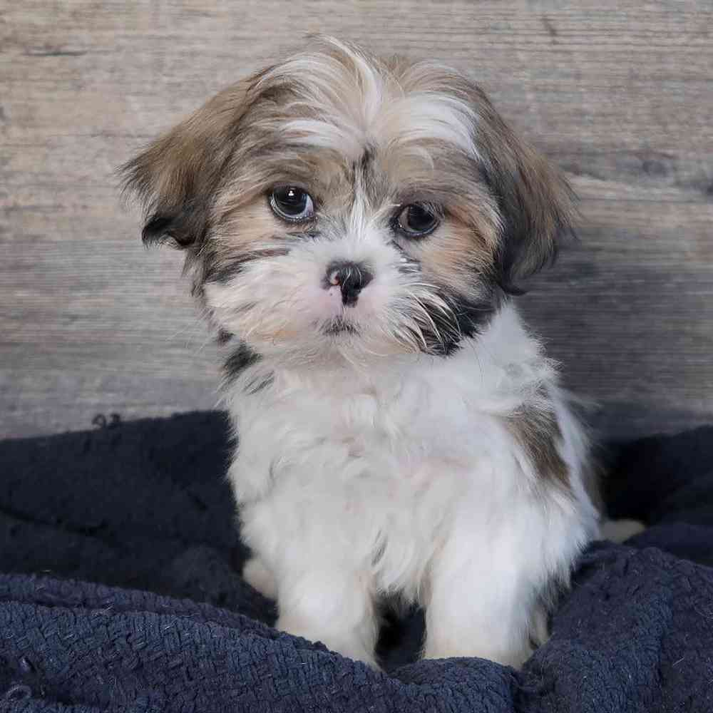 Male Lhasa Apso Puppy for Sale in Vineyard, UT