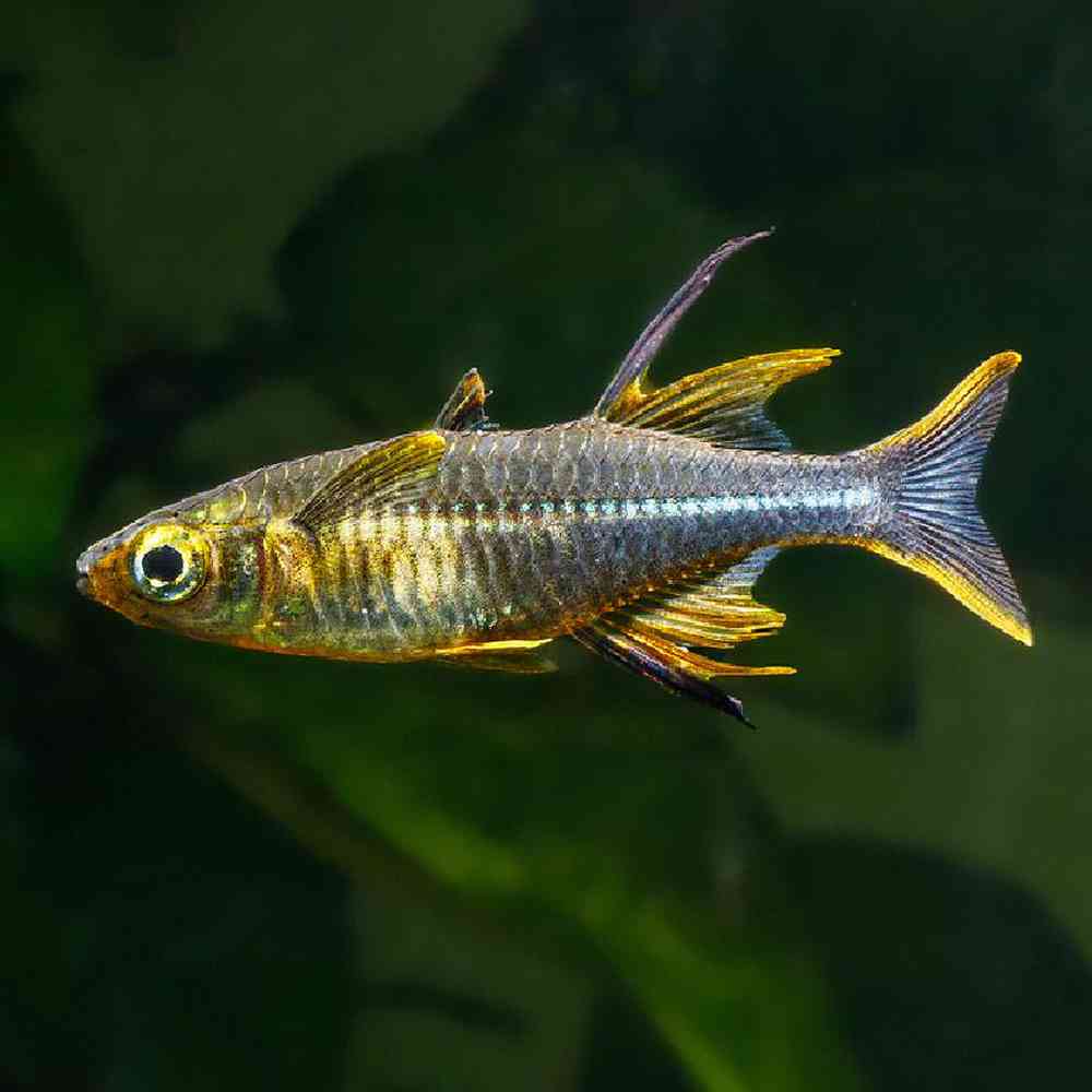 Unknown Rainbowfish Freshwater Fish for sale