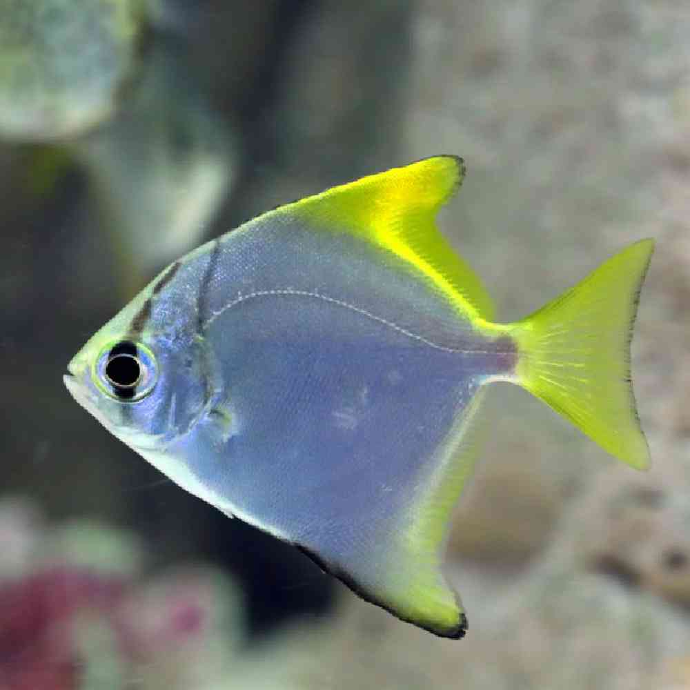 Unknown Mono Fish Saltwater Fish for sale