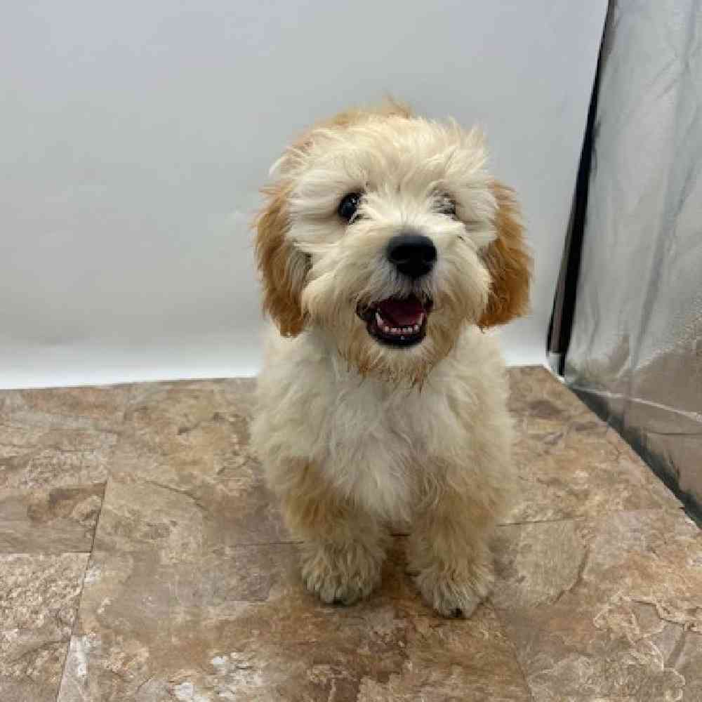 Male Coton Poodle Puppy for Sale in St. George, UT