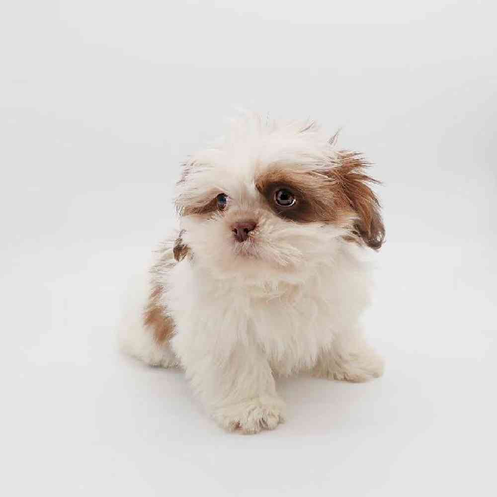 Male Shih Tzu Puppy for Sale in Henderson, NV