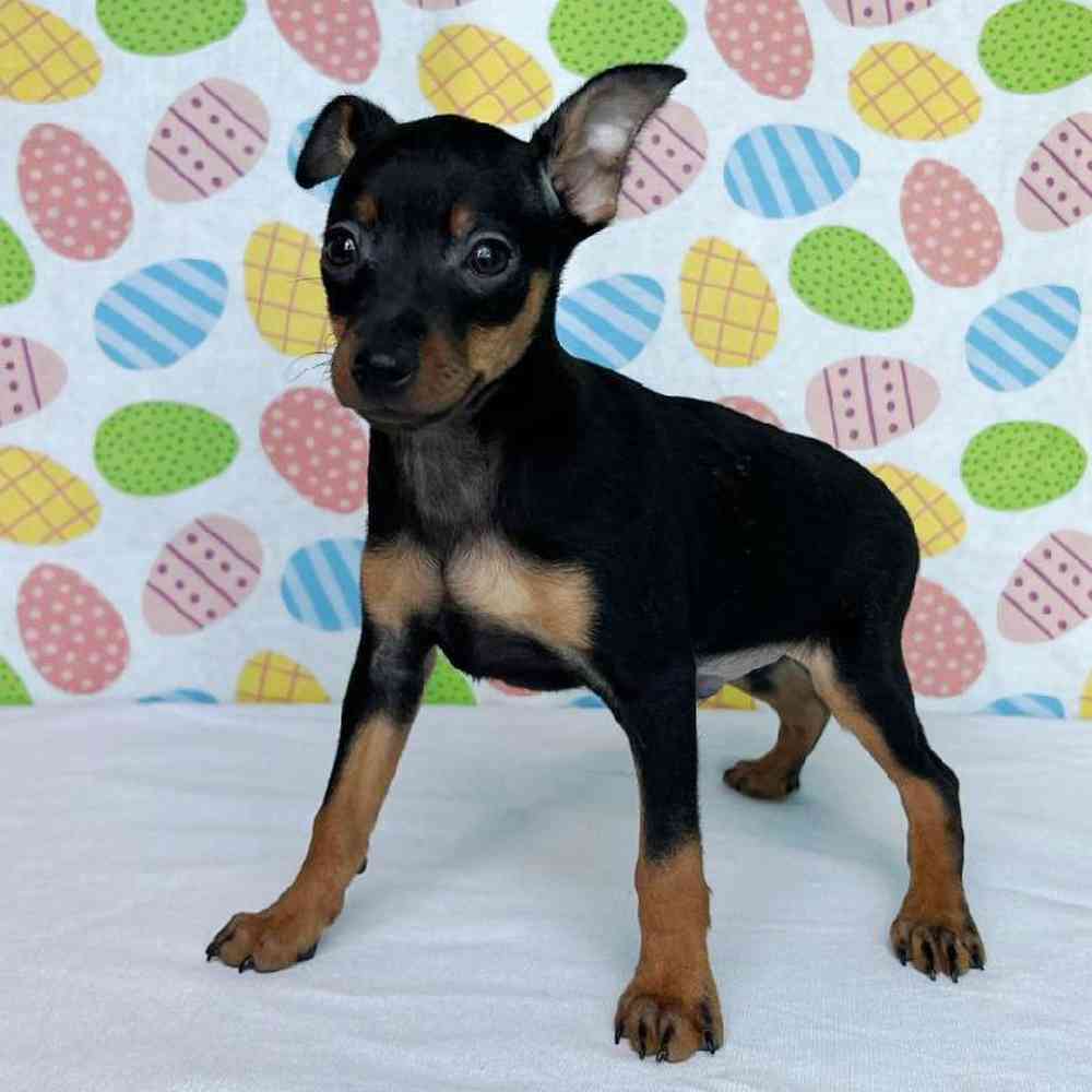 Male Min Pin Puppy for Sale in Henderson, NV