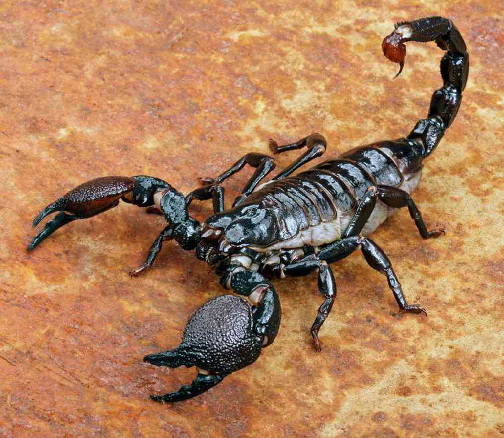 Scorpion Emperor