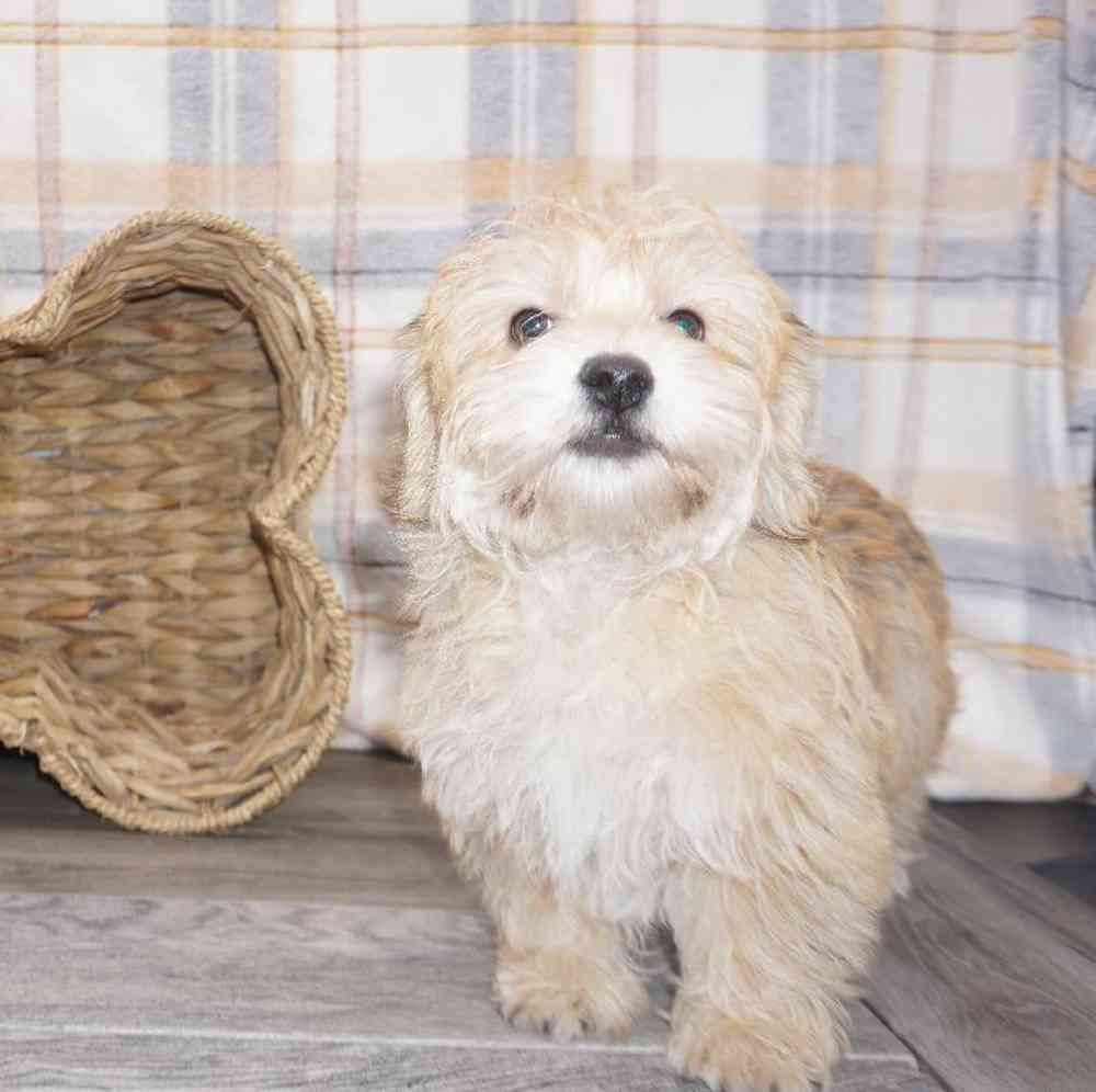 Male Teddy Bear Puppy for Sale in Henderson, NV