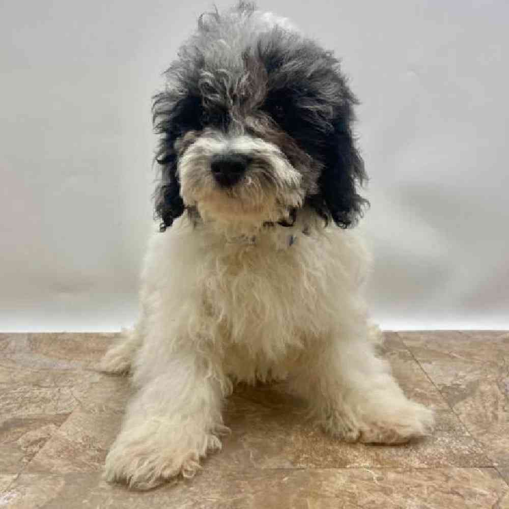 Male Poodle Mini Puppy for Sale in St. George, UT