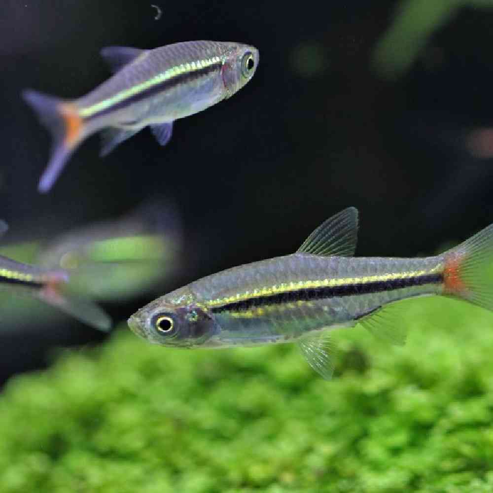 Unknown Rasboras Freshwater Fish for sale