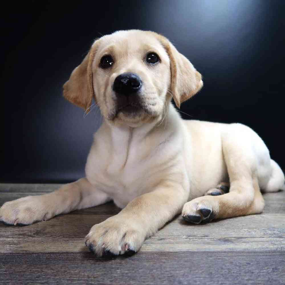 Female Labrador Retriever Puppy for Sale in Vineyard, UT
