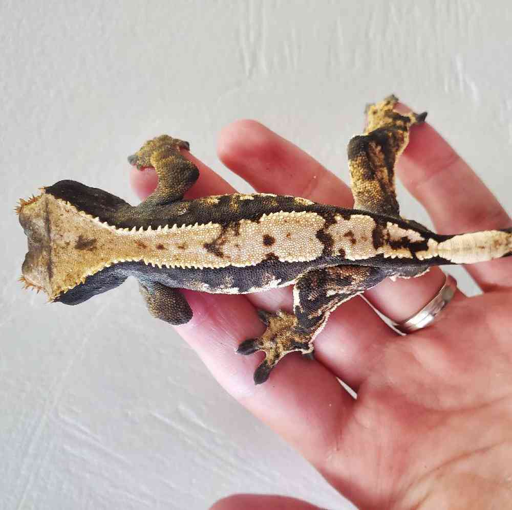Gecko Crested