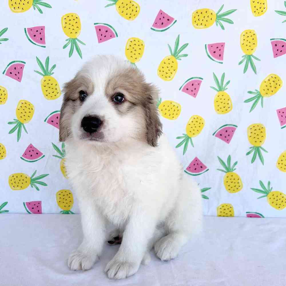 Female Great Pyrenees Puppy for Sale in Henderson, NV