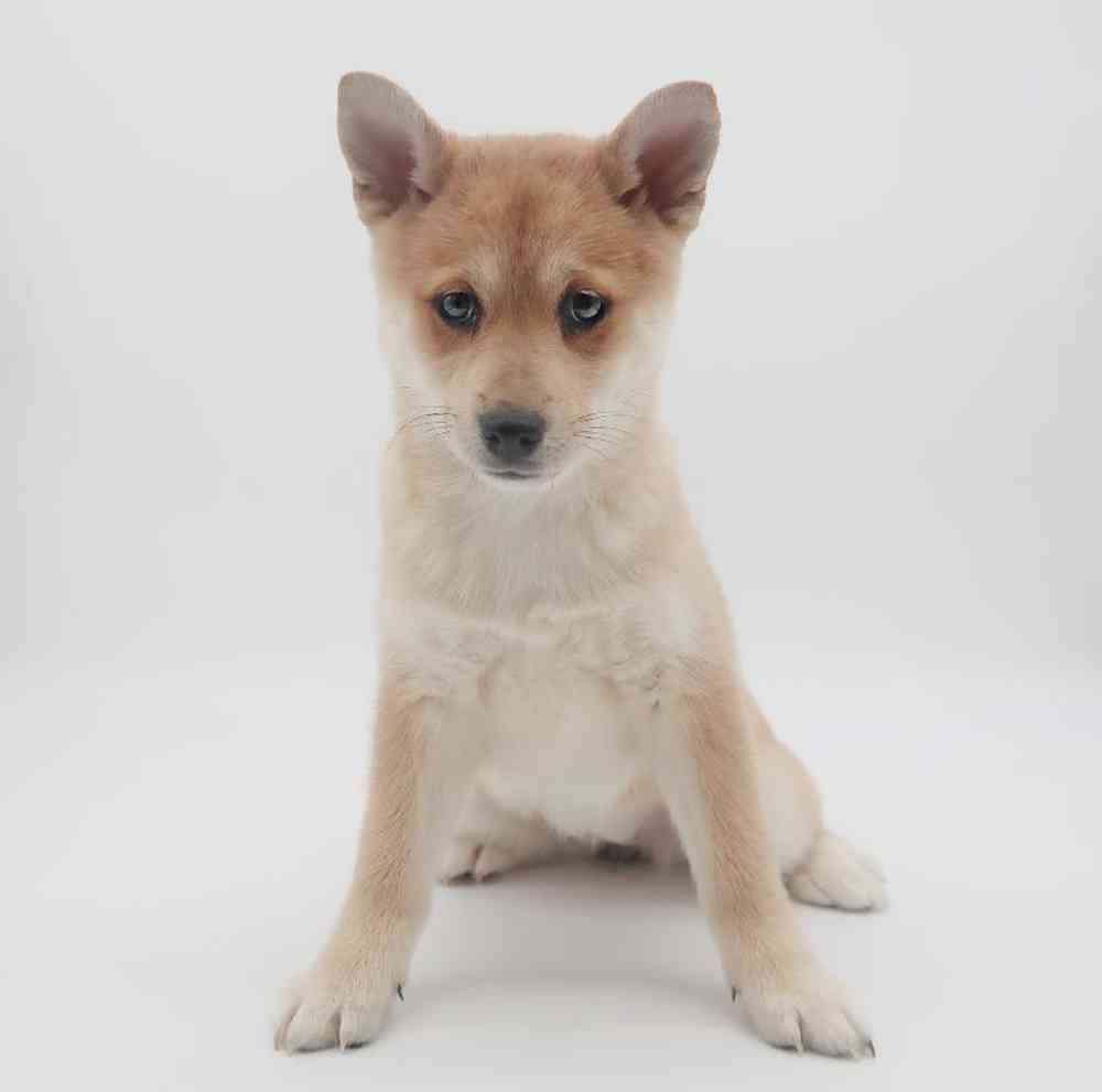 Female Alaskan Klee Kai-Shiba Inu Puppy for sale