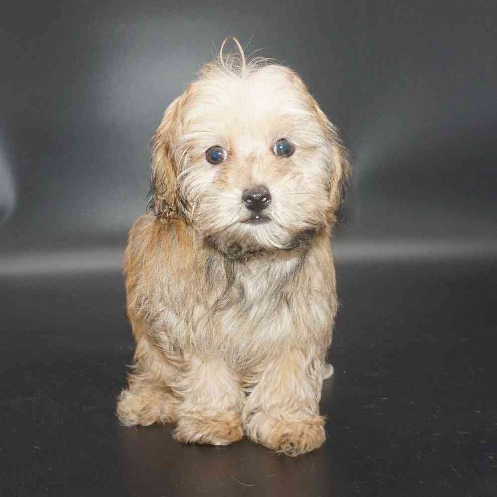 Male Morkie Puppy for Sale in Las Vegas, NV