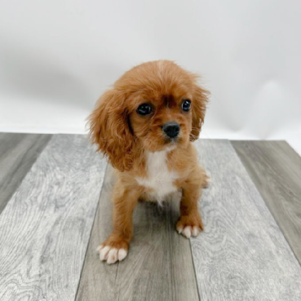 Male Cavalier King Charles Spaniel Puppy for Sale in Cedar City, UT
