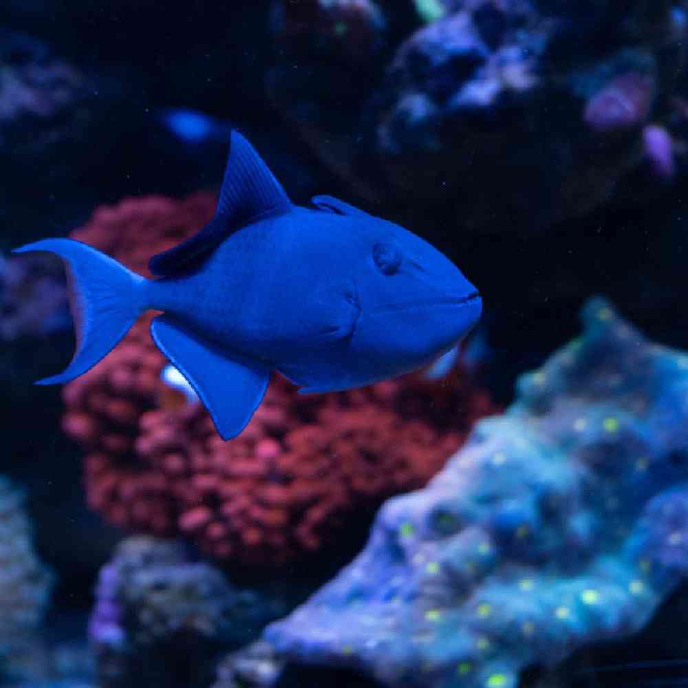 Unknown Triggers Redtoothed Saltwater Fish for sale