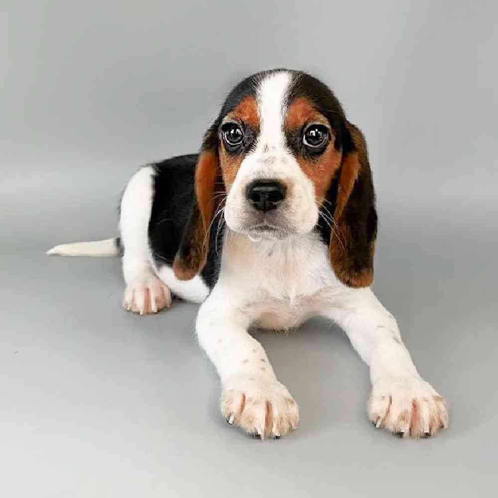 Male Beagle Puppy for Sale in Las Vegas, NV