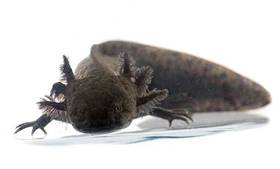 Axolotl Black