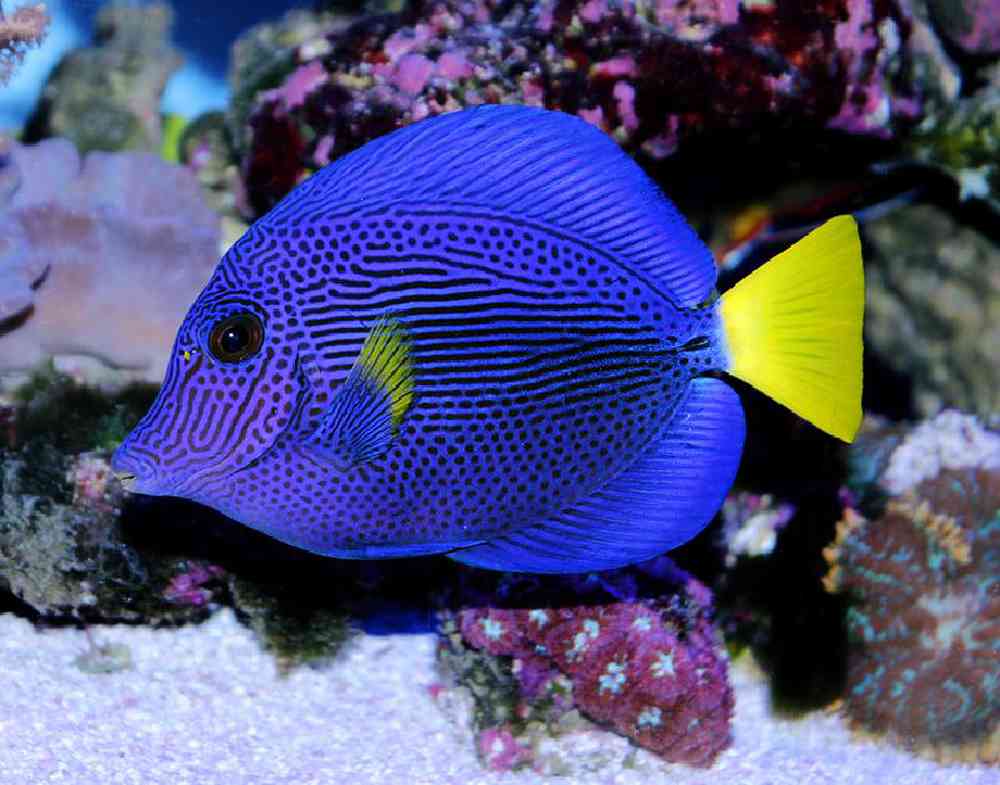 Unknown Tangs Purple Saltwater Fish for sale