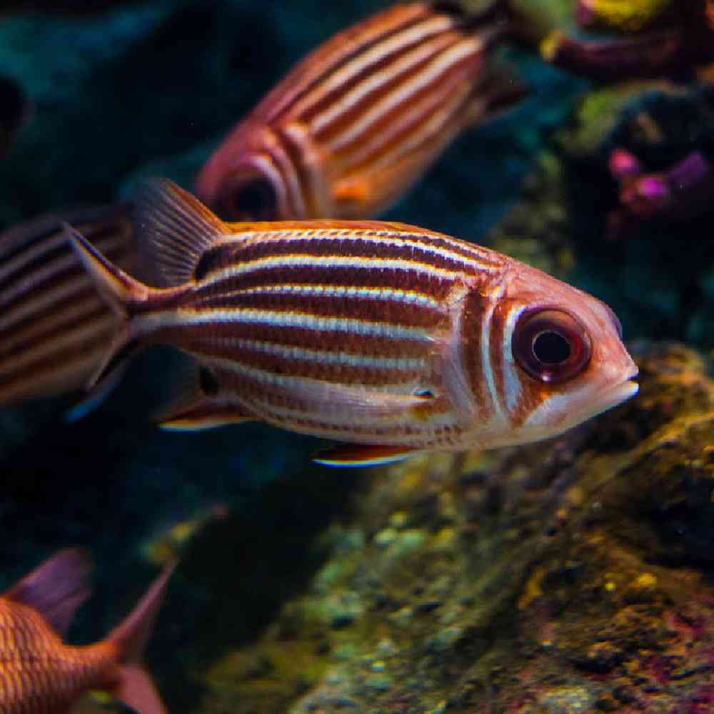 Unknown Soldiers Striped Red Saltwater Fish for sale