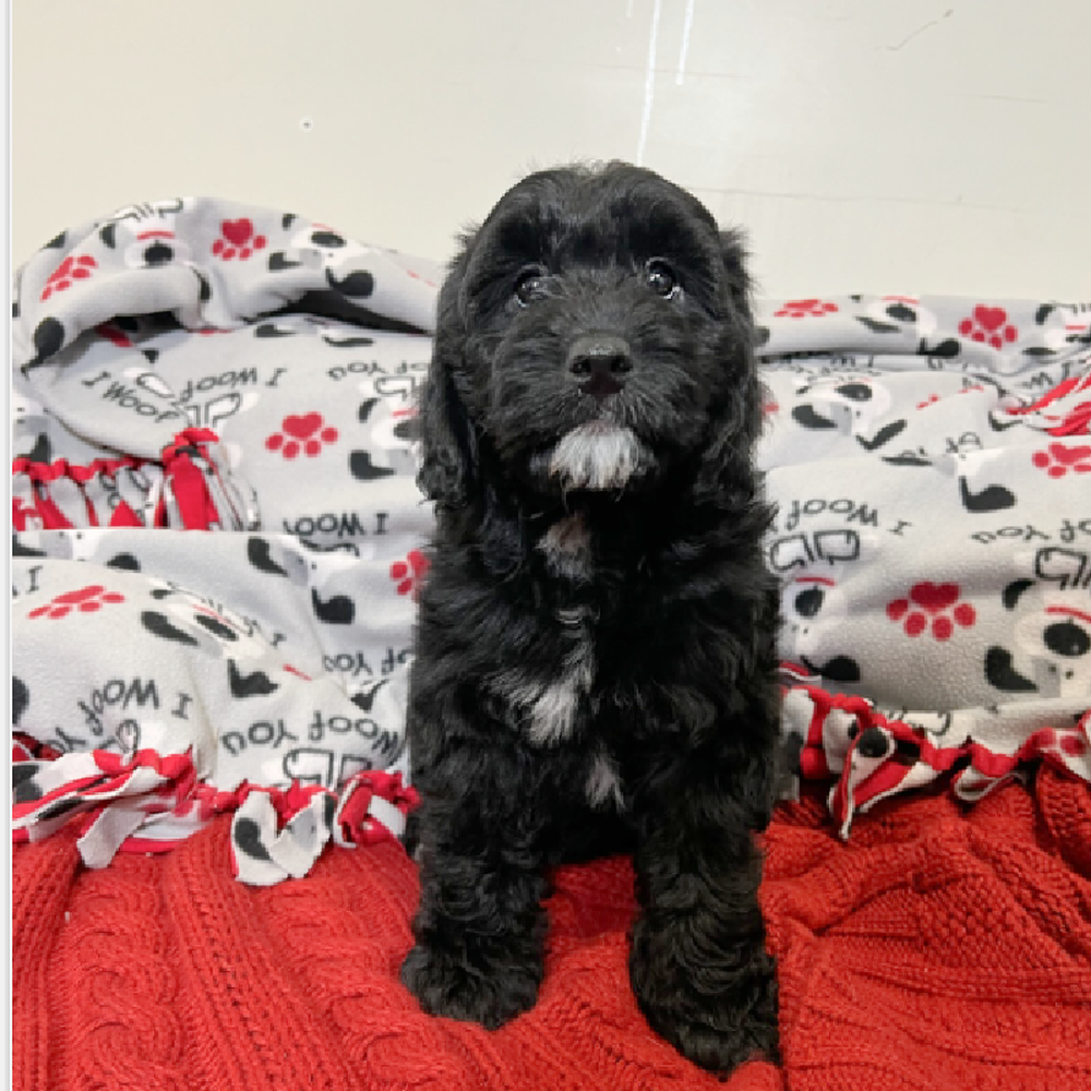 Male Goldendoodle mini Puppy for Sale in Vineyard, UT
