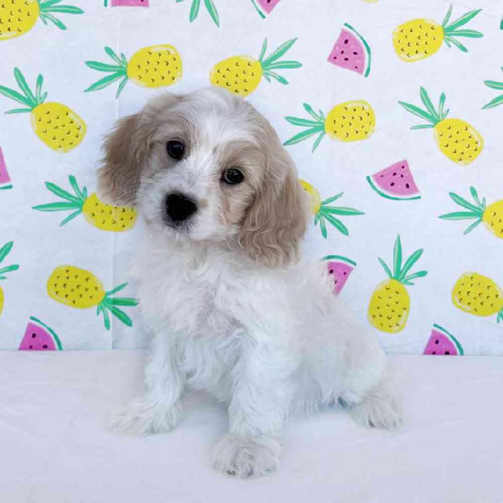 Female Cavachon Puppy for Sale in Henderson, NV