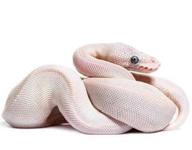 Snake Ball Python White Diamond Leucistic