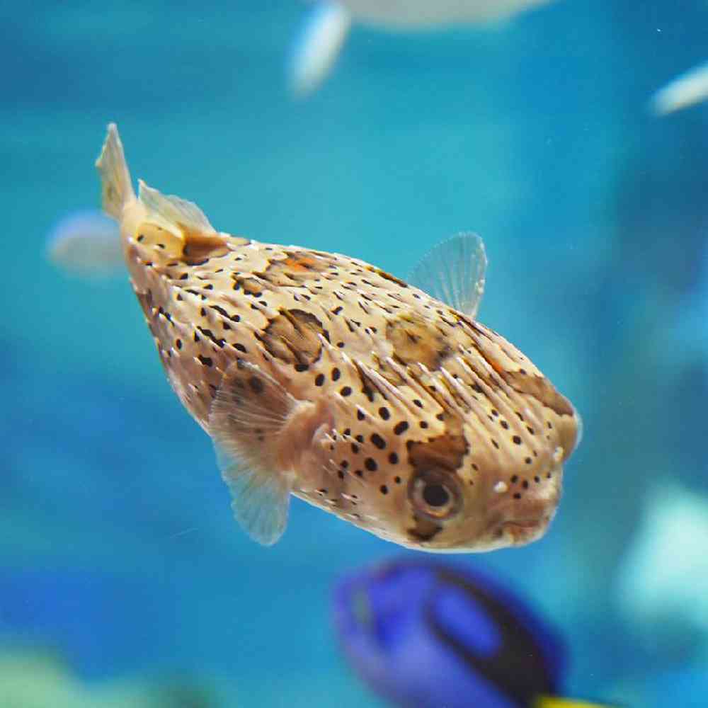 Unknown Puffers Pourcupine Saltwater Fish for sale