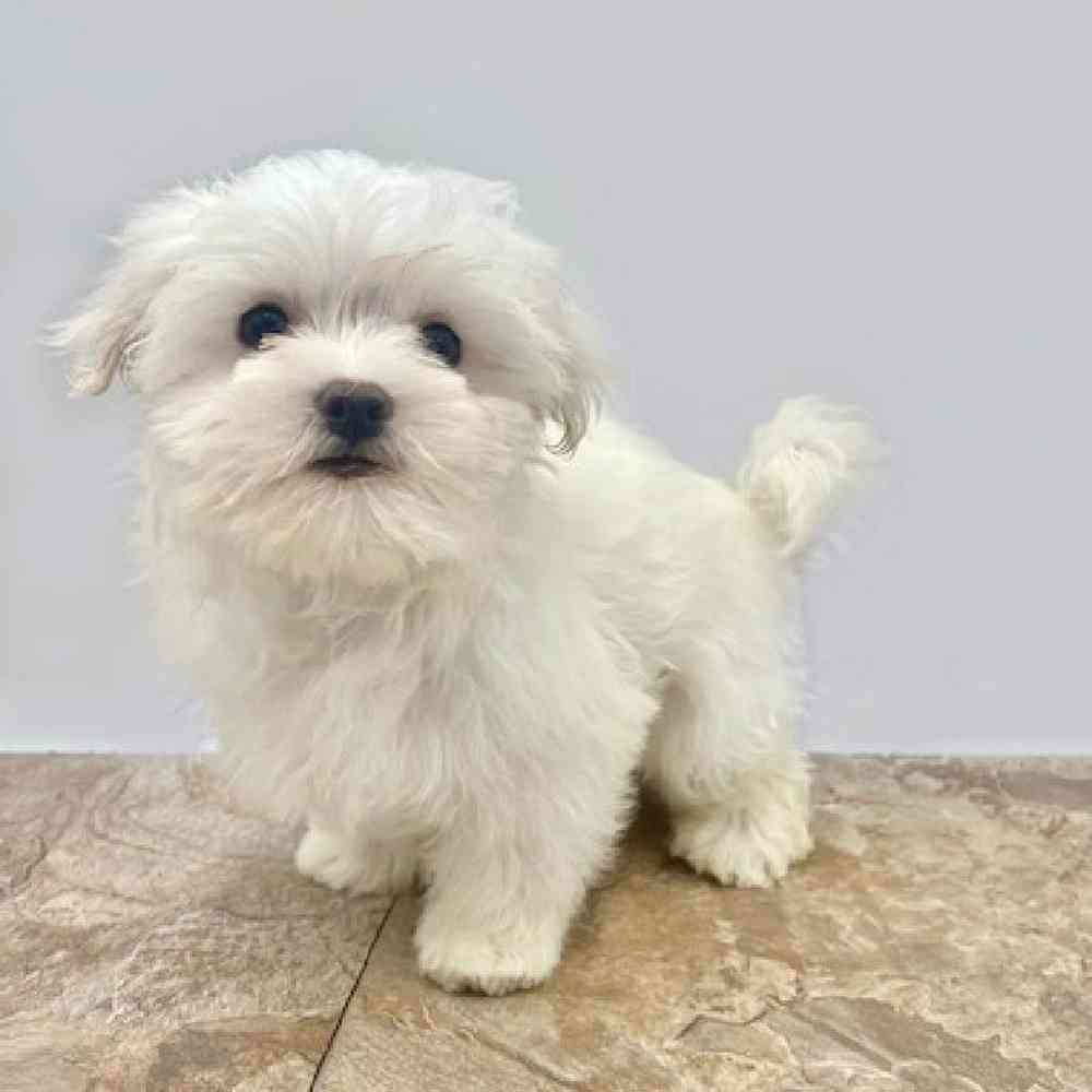 Female Maltese Puppy for Sale in St. George, UT