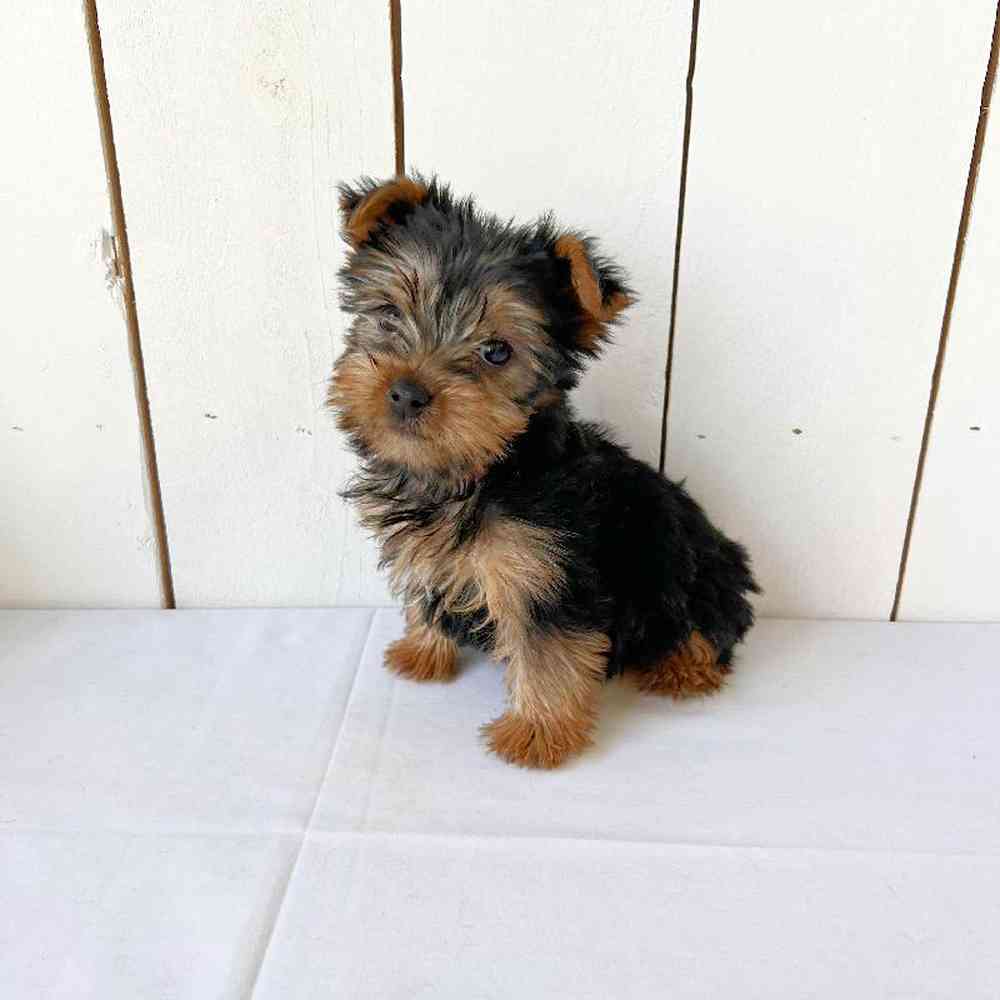 Female Yorkie Puppy for Sale in Las Vegas, NV