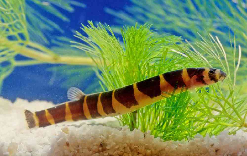 Unknown Loaches Freshwater Fish for sale