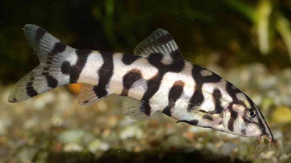 Unknown Loaches Freshwater Fish for sale