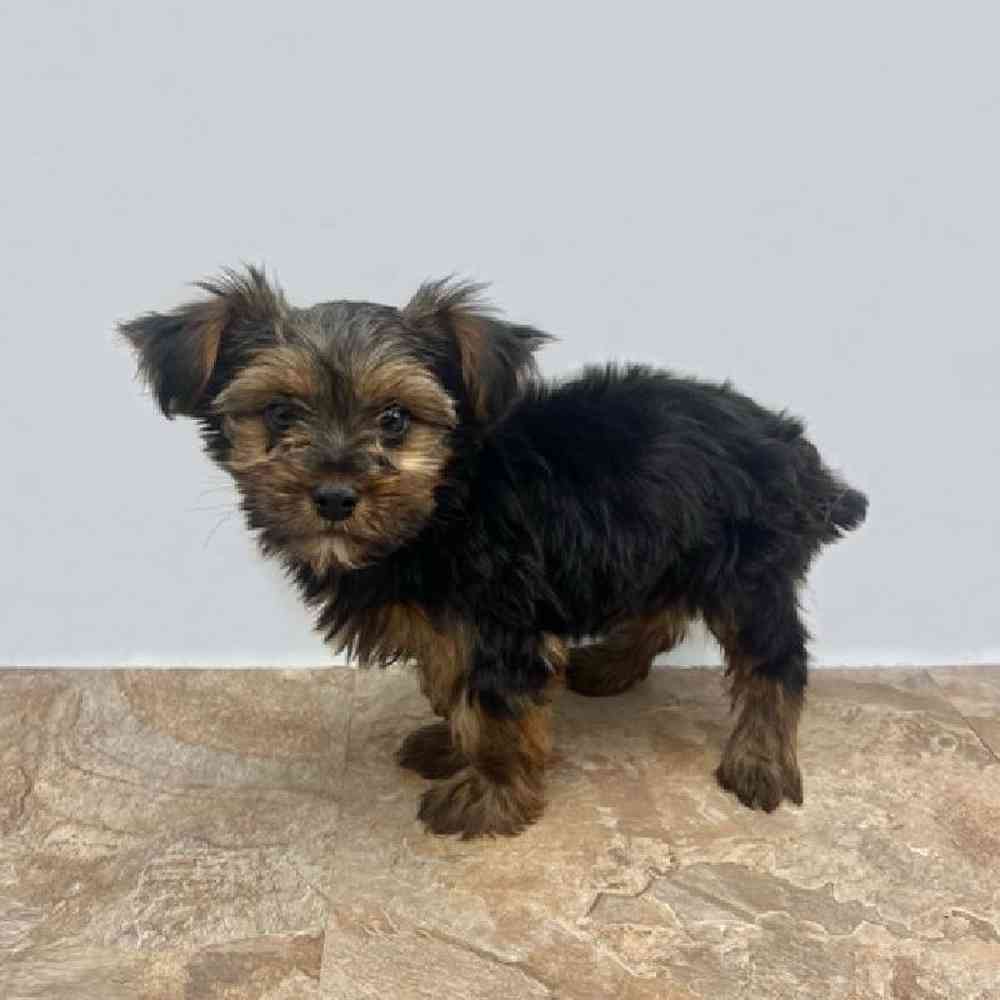 Male Yorkie Puppy for Sale in St. George, UT