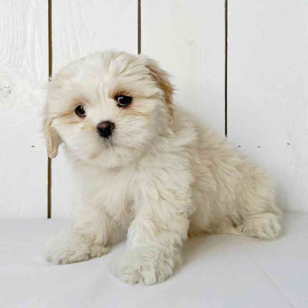 Female Lhasa Apso Puppy for Sale in Las Vegas, NV