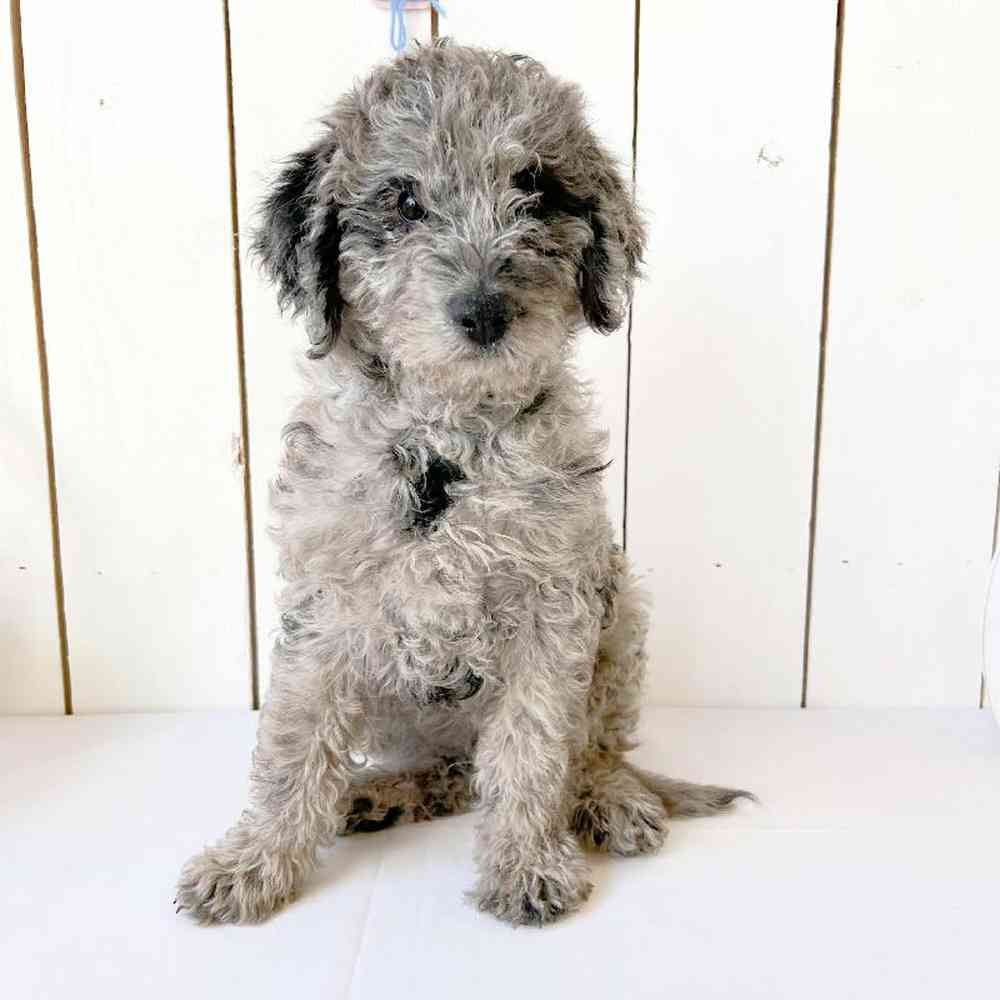 Male Mini Bernedoodle Puppy for Sale in Las Vegas, NV