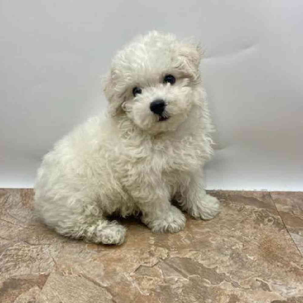 Male Bichon Puppy for Sale in St. George, UT