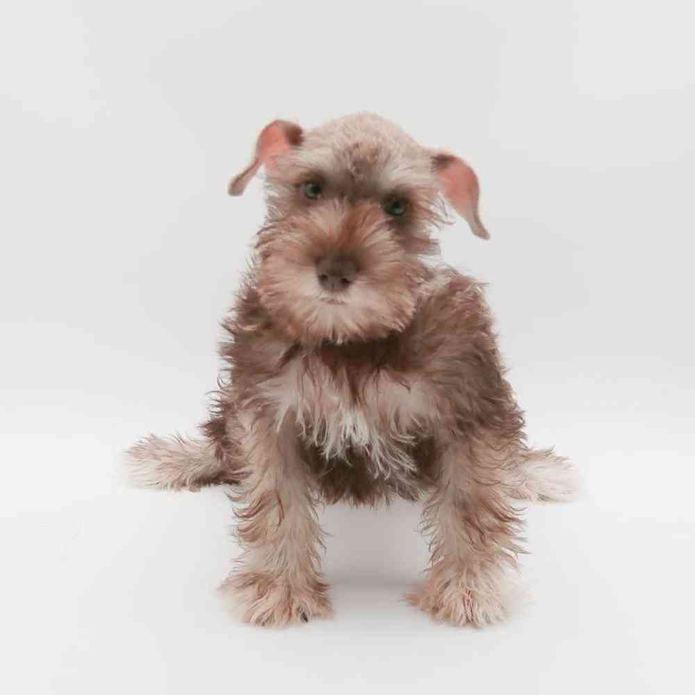 Male Mini Schnauzer Puppy for Sale in Henderson, NV