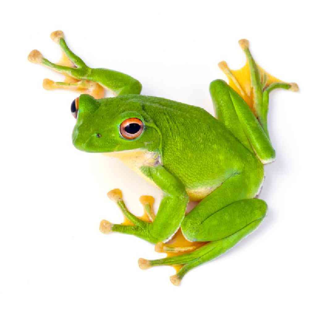 Unknown Frog Tree Frog Green Amphibian for sale