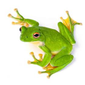 Frog Tree Frog Green