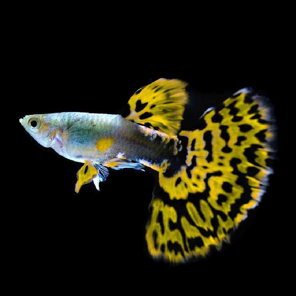 Unknown Fancy Guppies Freshwater Fish for sale