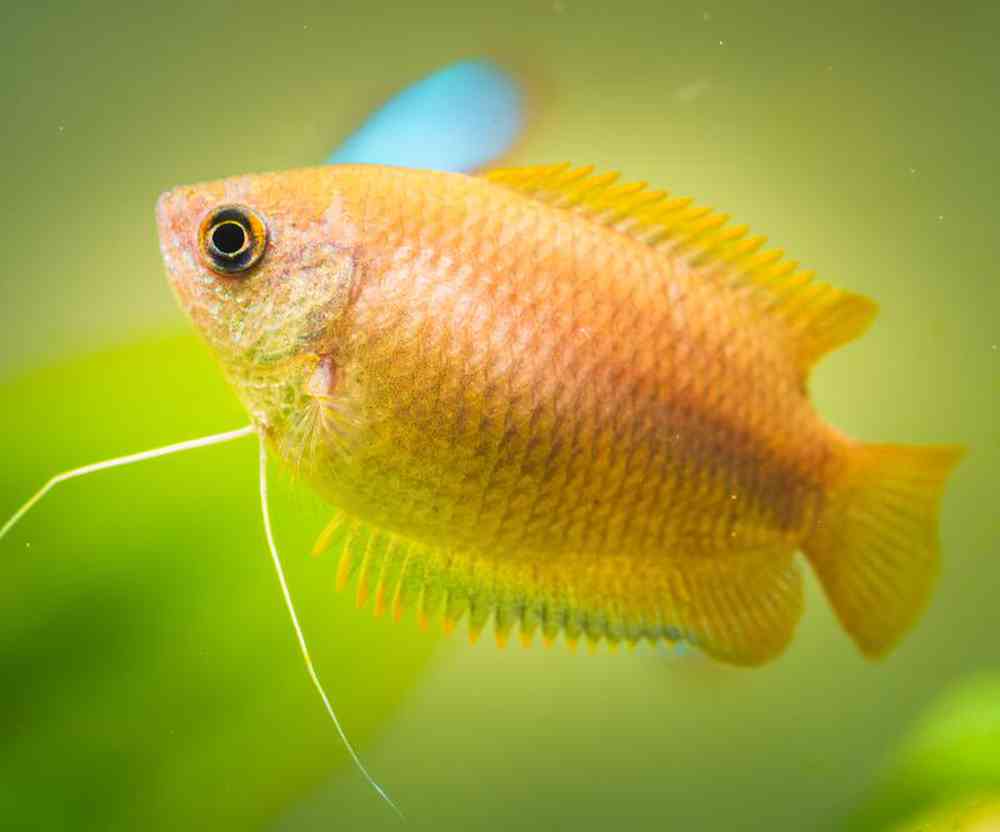 Unknown Gourami Freshwater Fish for sale