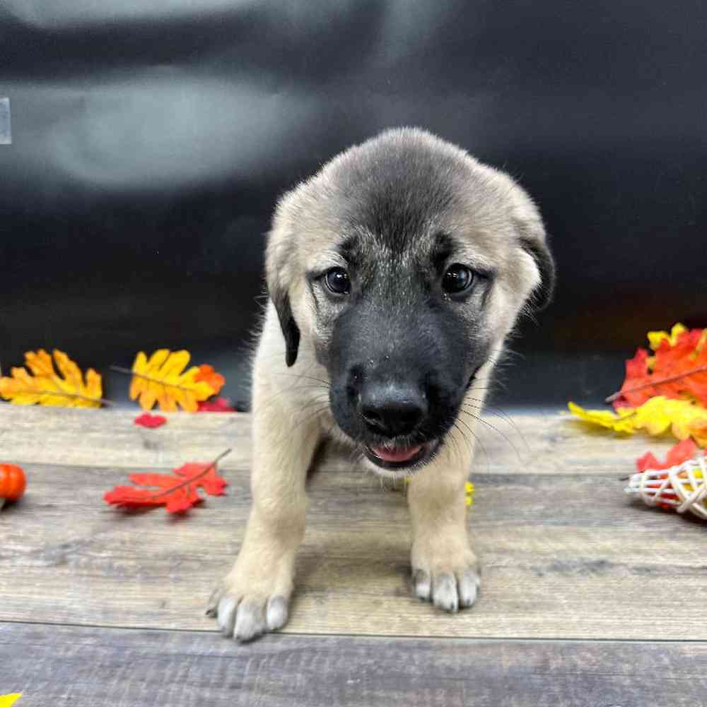 Male Anatolian Shepherd Dog Puppy for sale